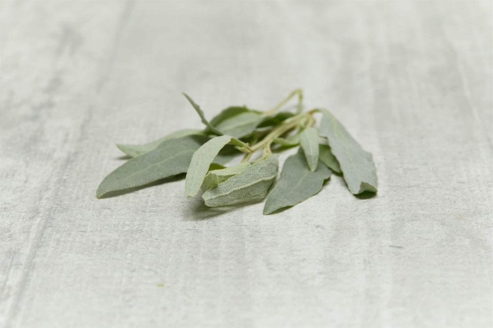 [PHBS500] Salt Bush - 500g