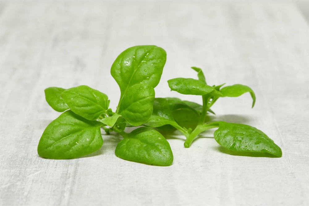 [PHWG500] Warrigal Greens / Native Spinach - 500g