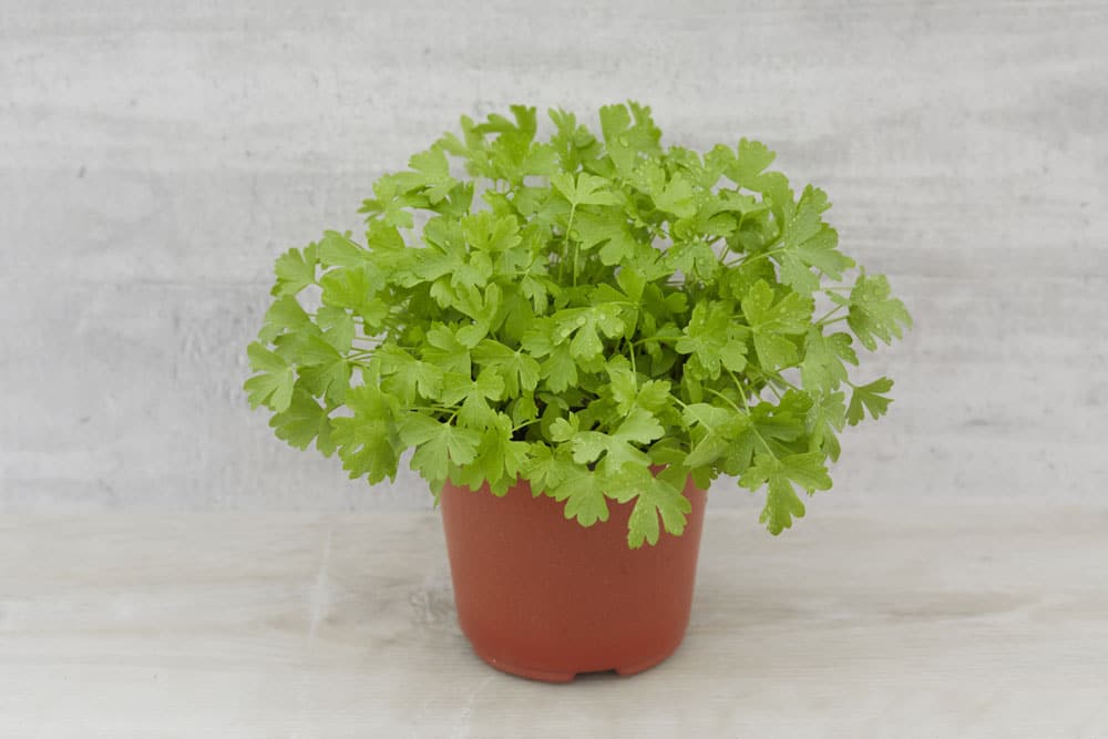 Living pots - Parsley Flat - box of 8