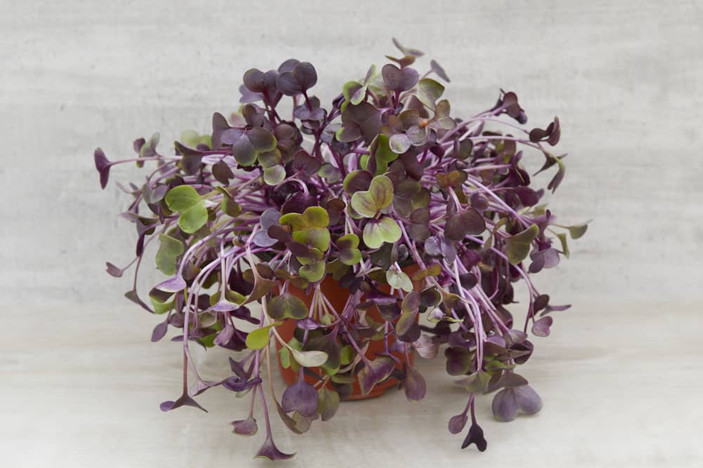 Living pots - Radish Red (Sango) - box of 8