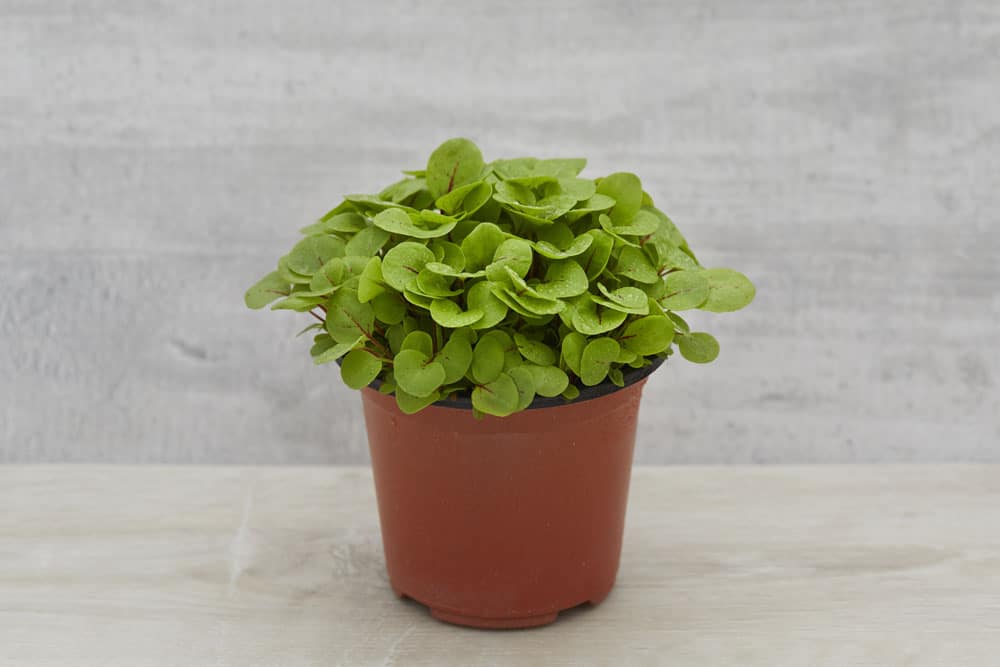 Living pots - Sorrel Red Vein - box of 8