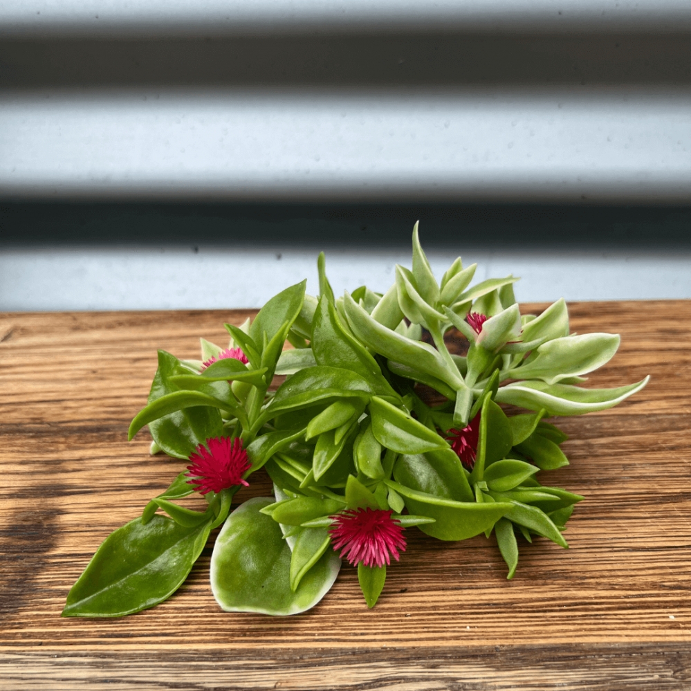 Heart Leaf / Edible Succulent - 100g/punnets
