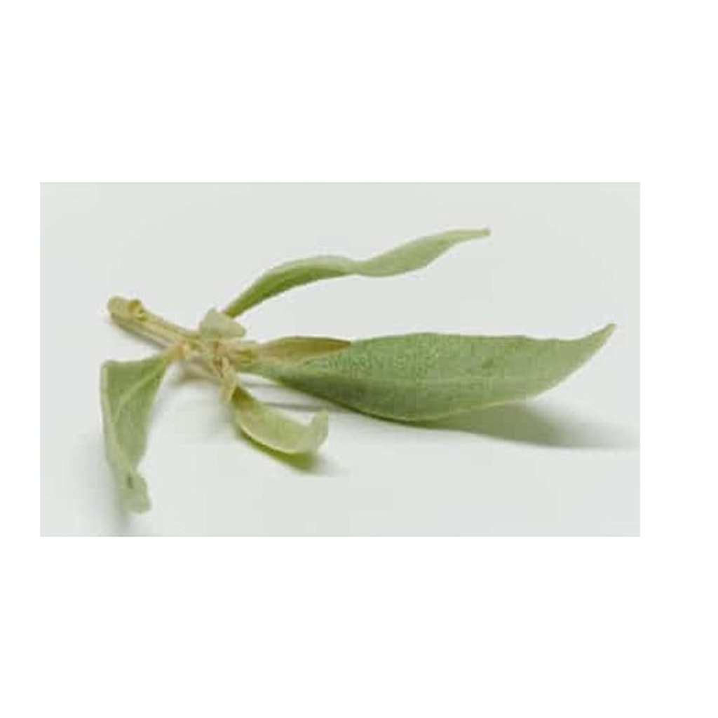 Salt Bush - 100g/punnets