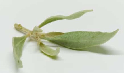 [PHBS] Salt Bush - 100g/punnets