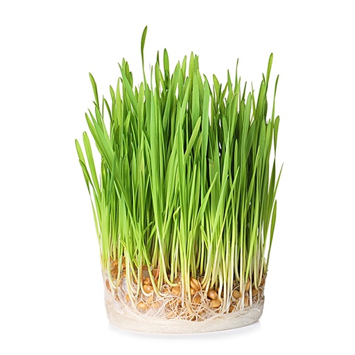 [Ene-WG100] Organic Wheatgrass Shoots (100g)
