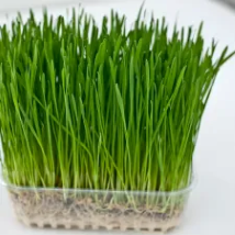 [Eng-WG500] Organic Wheatgrass Shoots (500g)