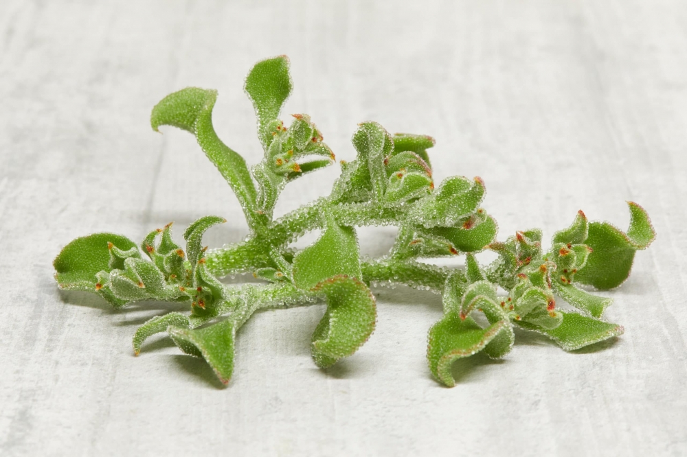 Crystal Iceplant - 100g/punnets
