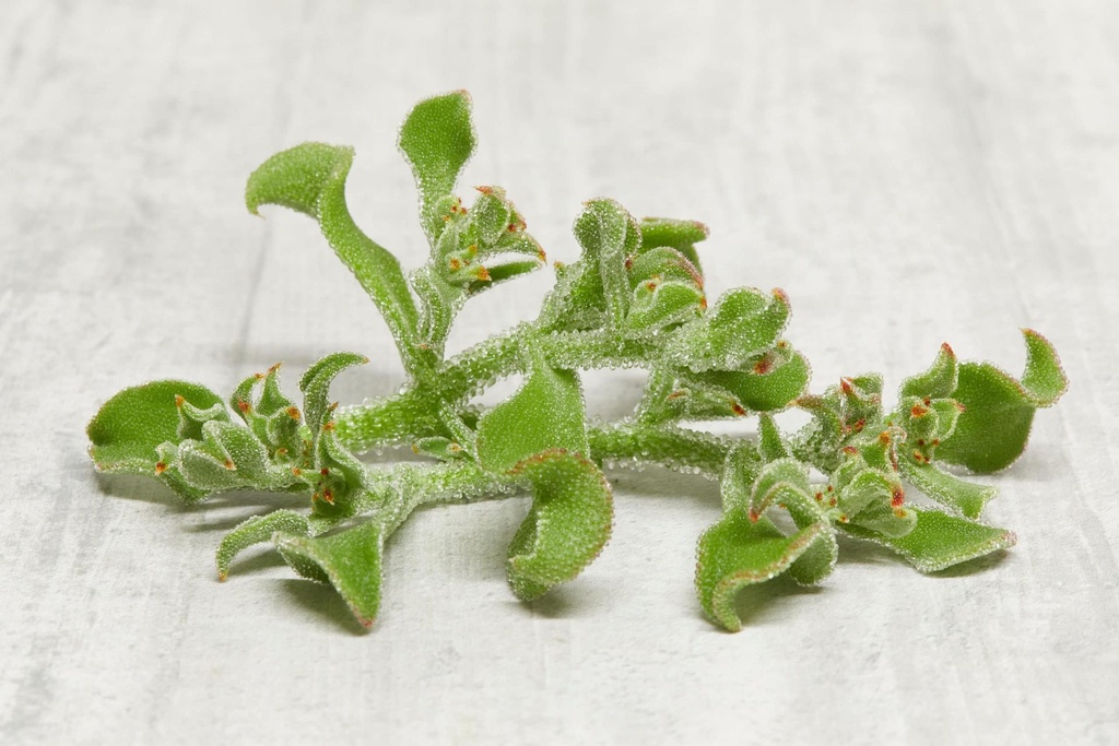 [PHCIP50] Crystal Iceplant - 50g/punnets