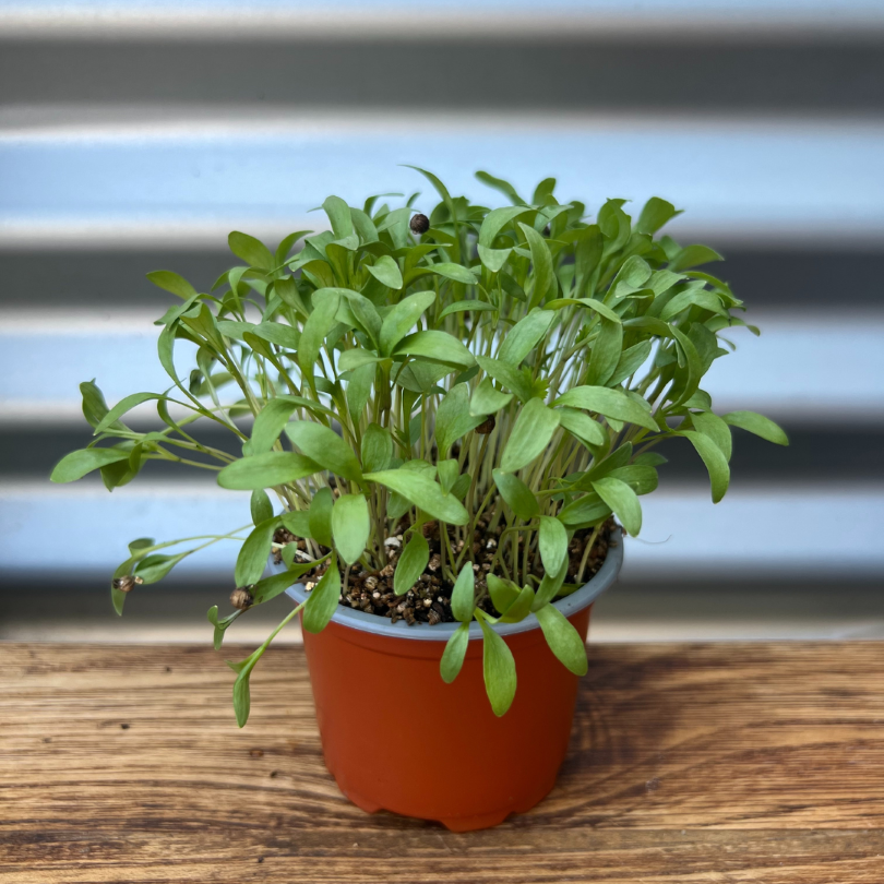 [PHLPC12] Living pots - Coriander - box of 12