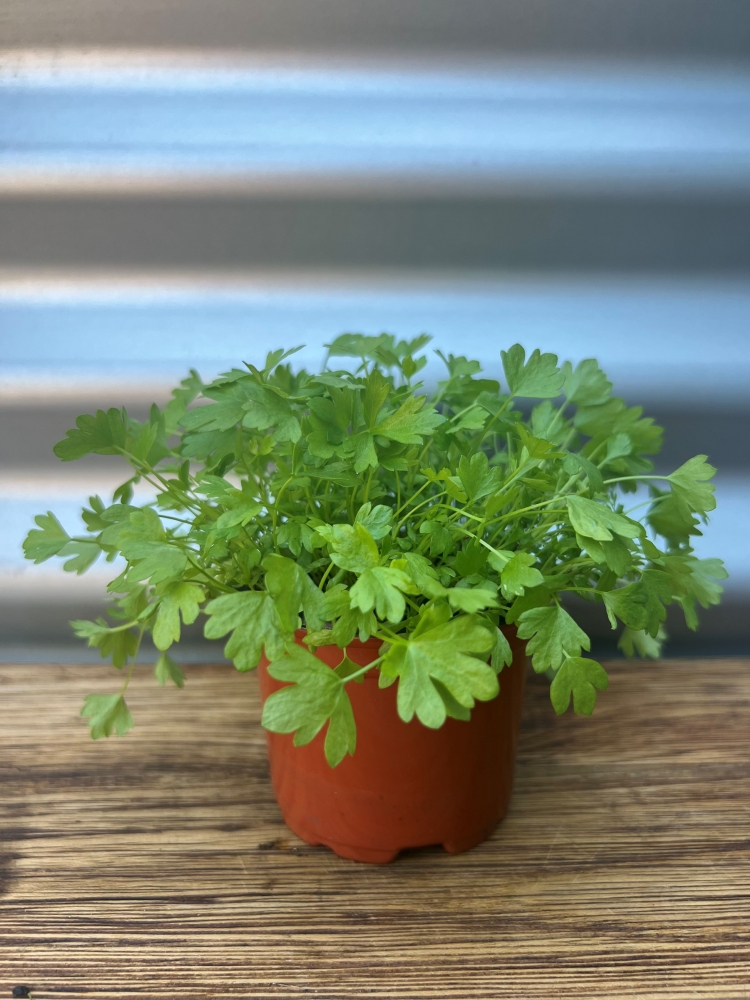 [PHLPPF12] Living pots - Parsley Flat - box of 12