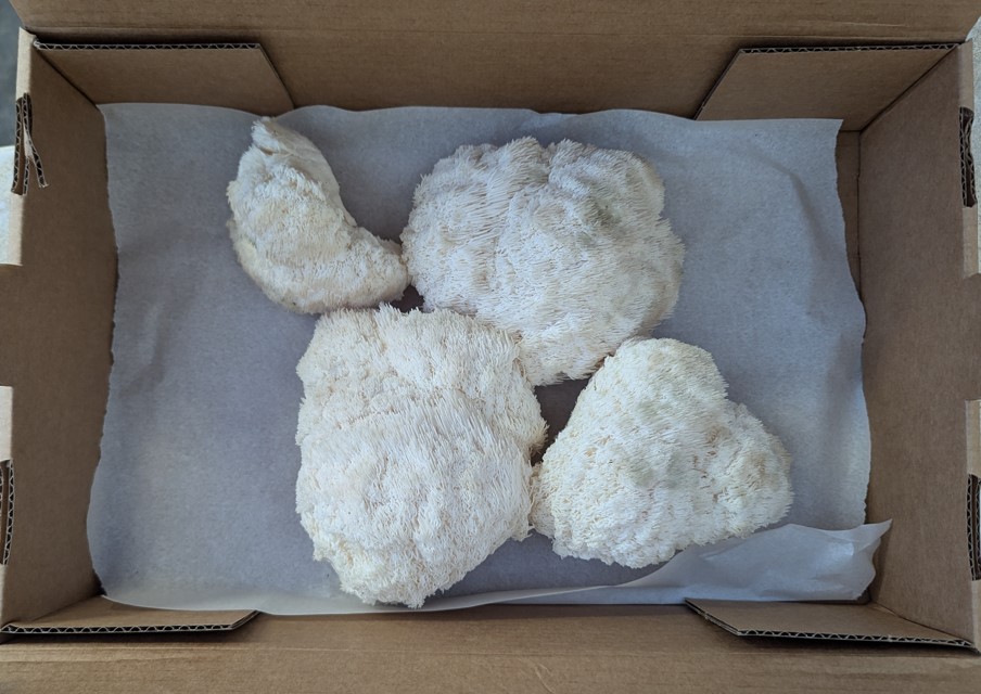 Organic Lions Mane Mushrooms 1kg