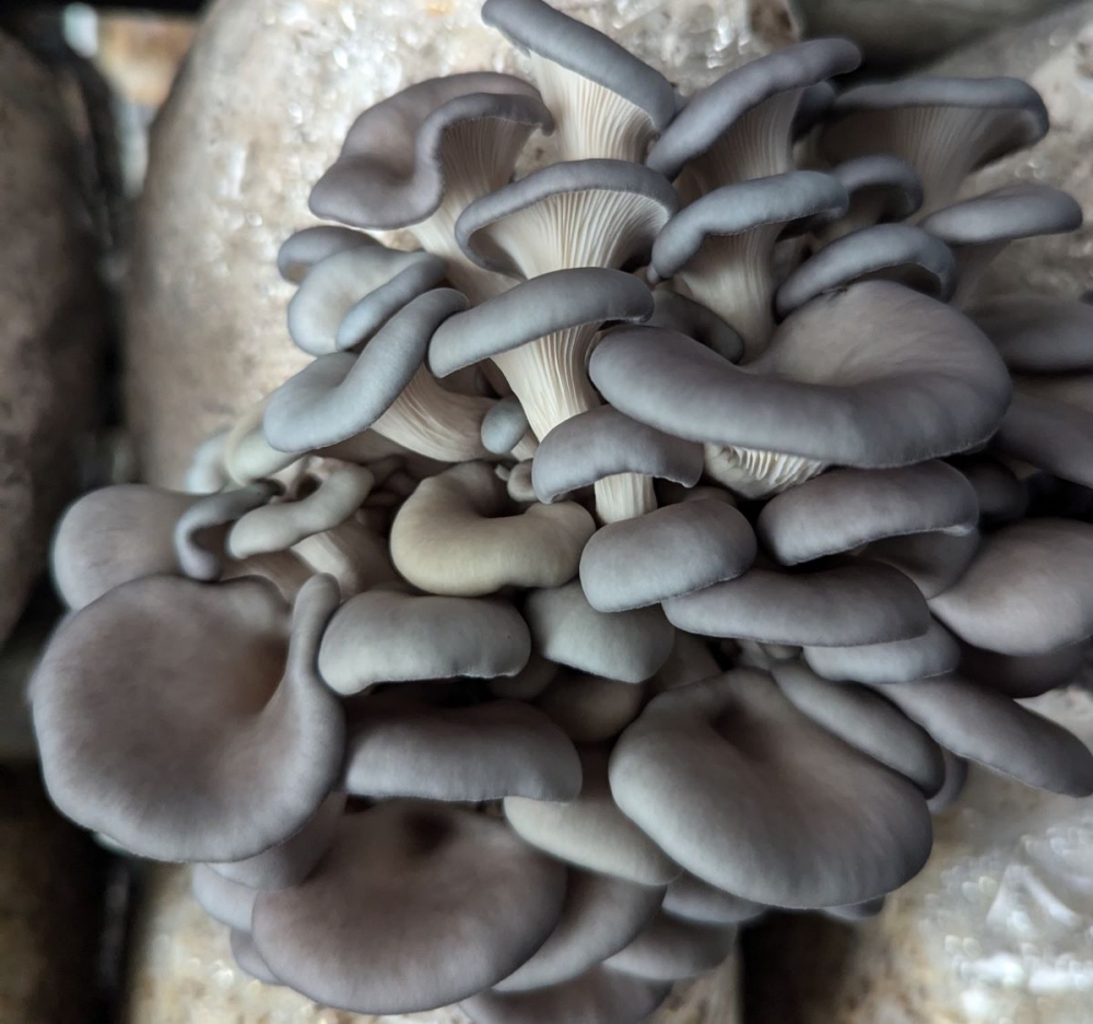 [SBOY800g] Organic Oyster Mushrooms 800gr