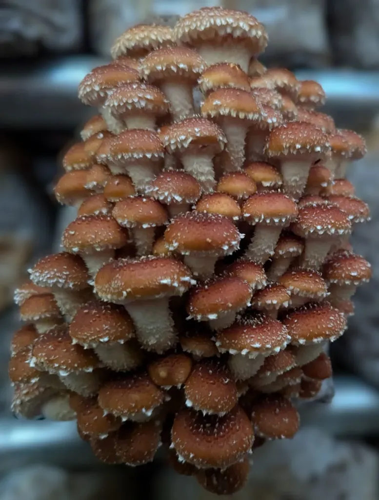 [SBCN1kg] Organic Chestnut Mushrooms 1kg