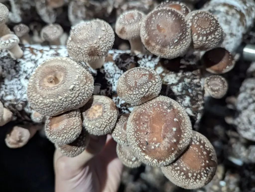 [SBSH1kg] Organic Shiitake Mushrooms 1kg