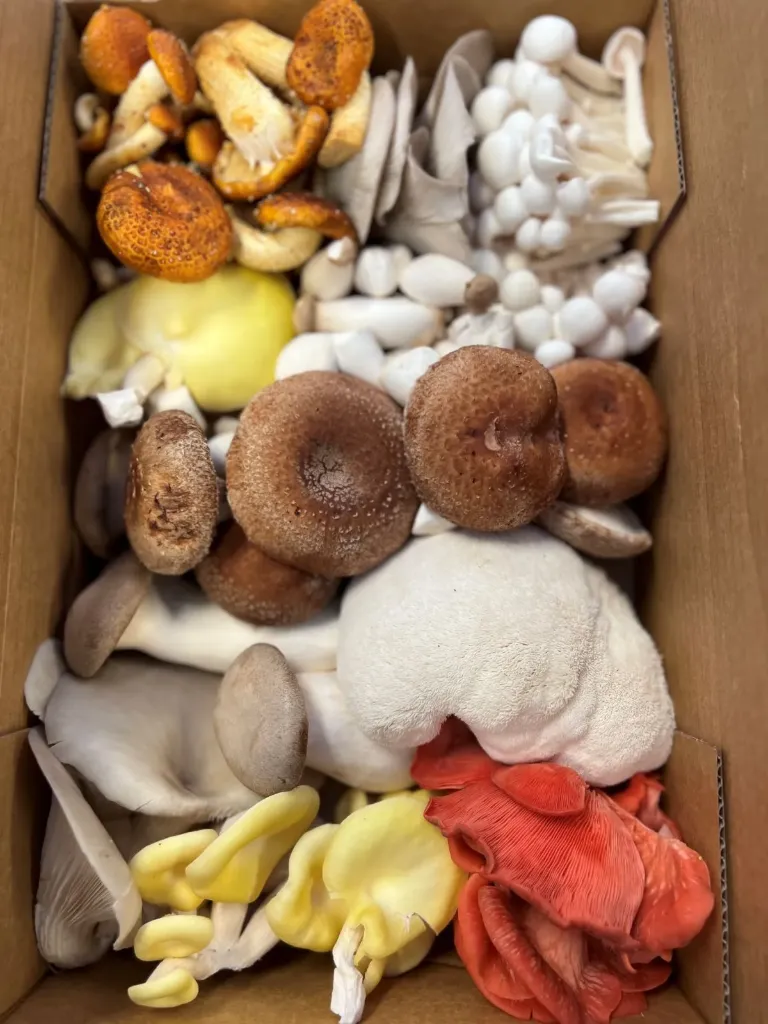 [SHMix1kg] Organic Gourmet Mushroom Mix box 1kg