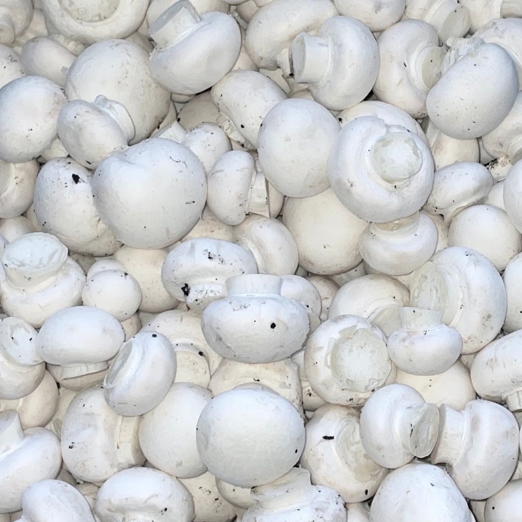 [RM-Babies] Mushrooms Babies - 4kg Box