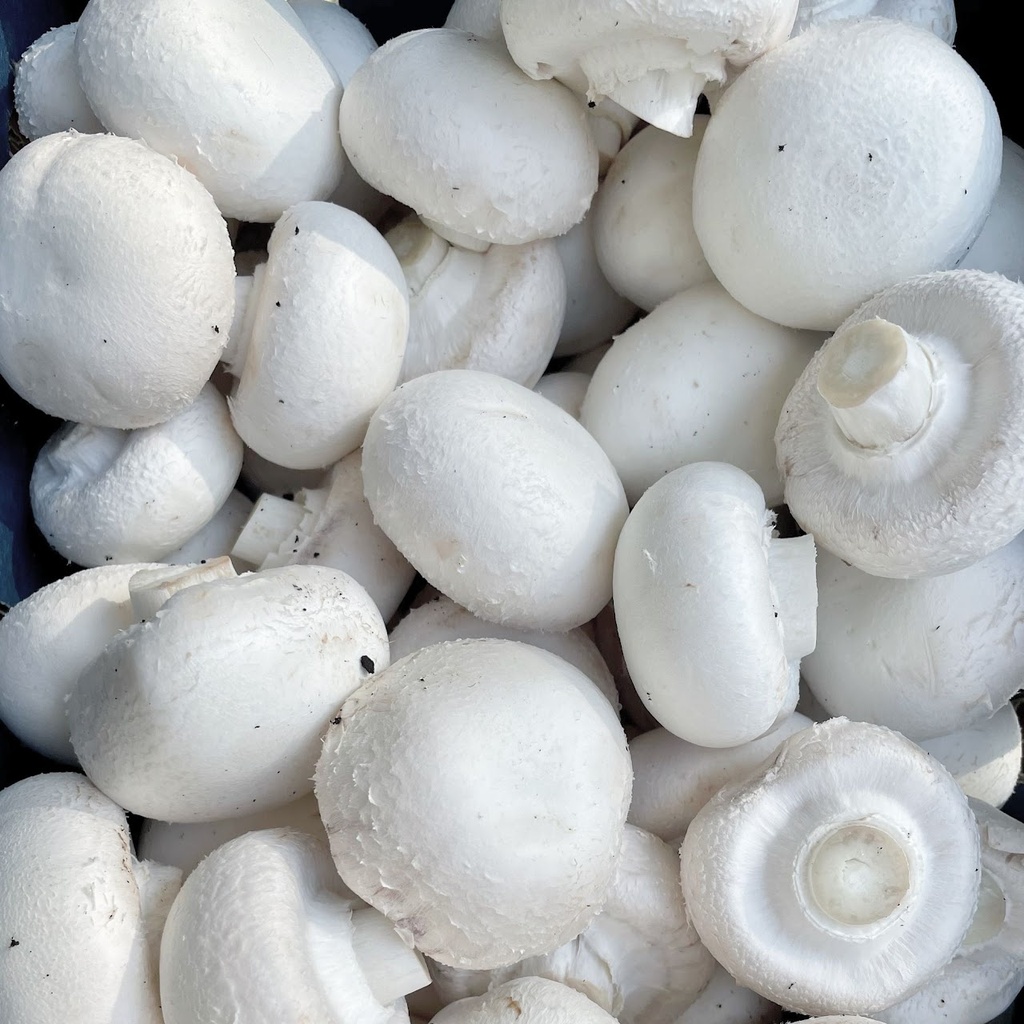 [RM-Buttons] Mushrooms Buttons - 4kg Box