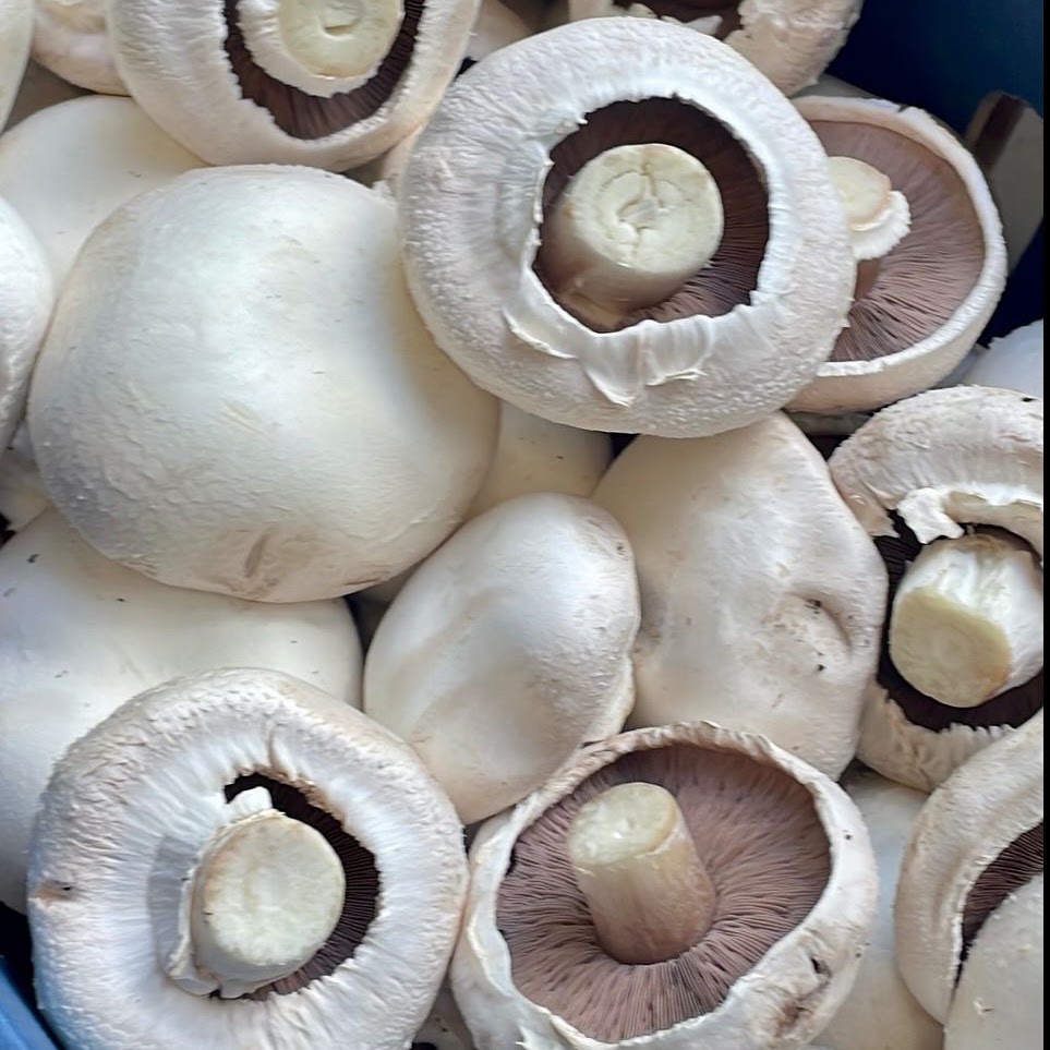 [RM-Cups] Mushrooms Cups - 4kg Box