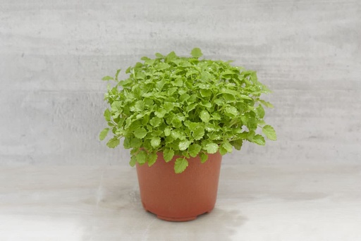 [PHLBLP] Living pots - Lemon Balm - box of 8 