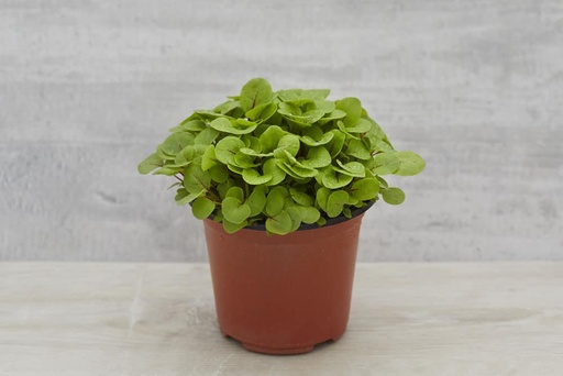 [PHSRLP] Living pots - Sorrel Red Vein - box of 8