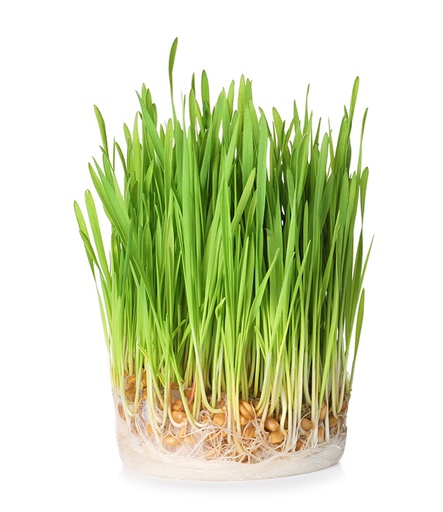 [Ene-Live-Whe] Organic LIVE Wheatgrass Tray