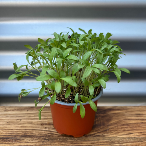 [PHLPC12] Living pots - Coriander - box of 12