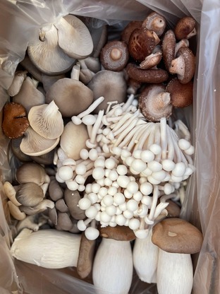 [SBGM1500g] Organic Gourmet Mushroom Mix box 1.5kg
