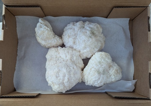 [SBLM1kg] Organic Lions Mane Mushrooms 1kg
