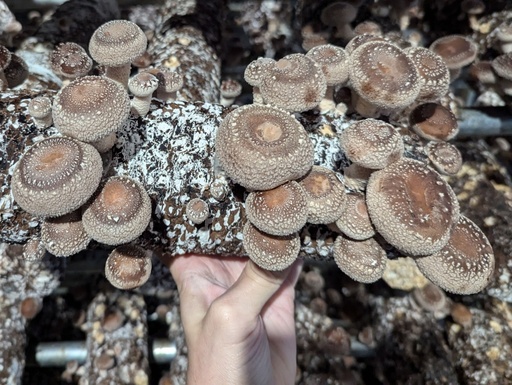 [SBSH2kg] Organic Shiitake Mushrooms 2kg